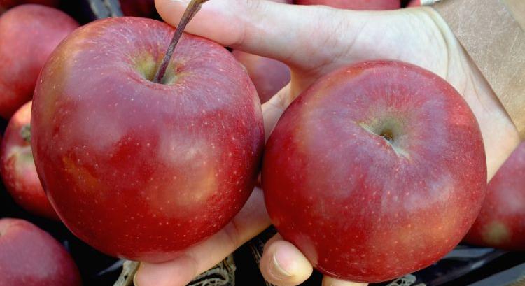 Érkezik a moldáv alma, de nem befolyásolja az árakat