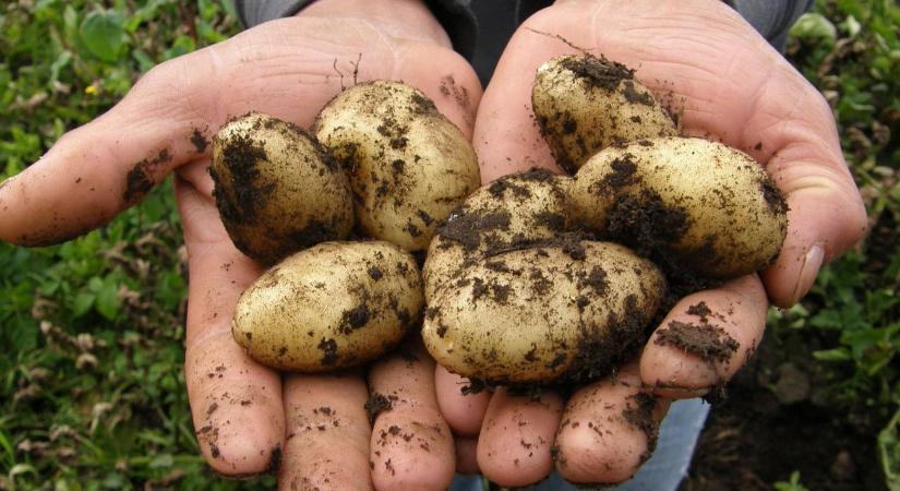 Megmenthető-e a magyar burgonya? Ezek megoldást jelenthetnek