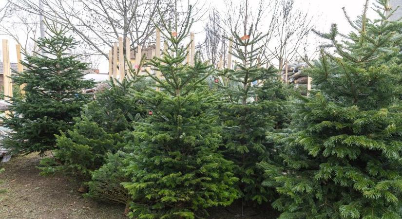 Már keresik a település leendő karácsonyfáját!