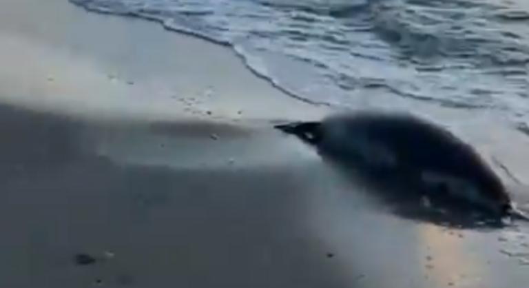 Több mint száz ritka kaszpi fóka teteme vetődött partra Kazahsztánban