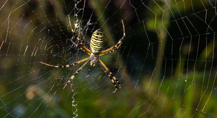 Ne ijedj meg, ha ezekkel a sárga pókokkal találkozol a kertben – ez a teendő