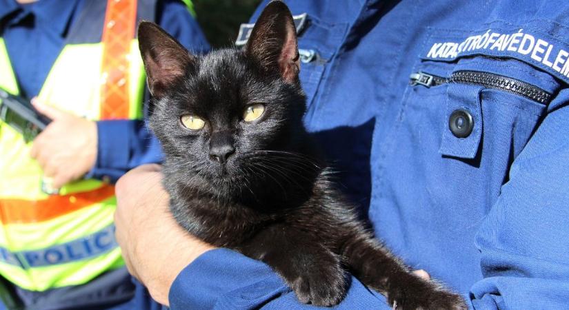 A piromániás macska majdnem befűtött a tízemeletes házban – Zalában is vigyázzunk a tűzhellyel!