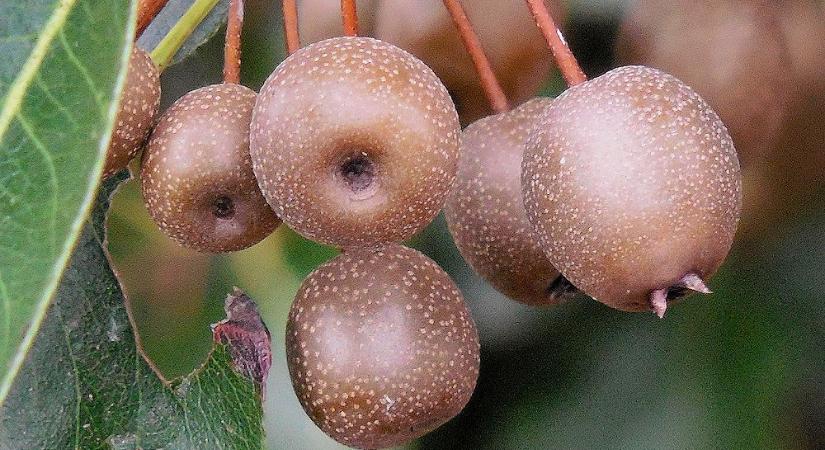 Díszkörték – az elegáns városi fák, amik tavasszal hófehérbe, ősszel lángba borítják a kertet