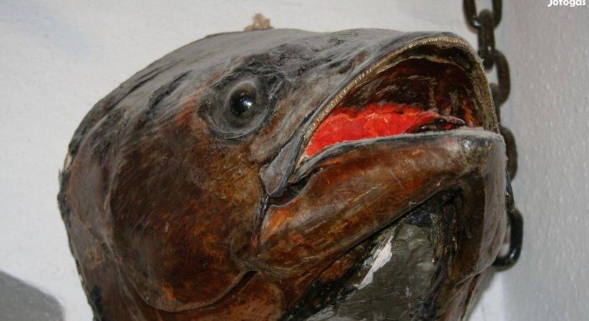 150 kilós tonhalfejet is vásárolhatsz a nappalid falára - íme a legőrültebb apróhirdetések ( galéria)