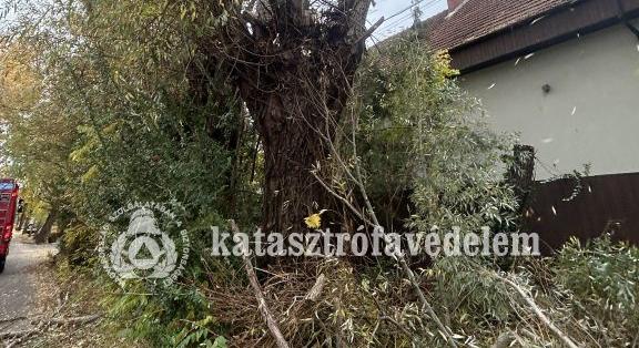 Több faág is lehasadt Debrecenben