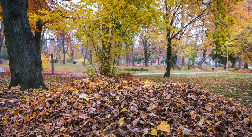 Így küzdenek az őszi falevelekkel Miskolctapolcán - fotókkal