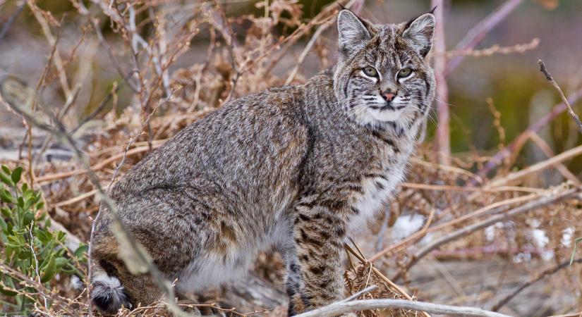 Megdöntött egy régi elméletet a ragadozókról egy új kutatás