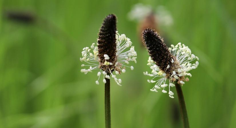 Ez a keverék dupla takarmányhozamot eredményezett aszályban
