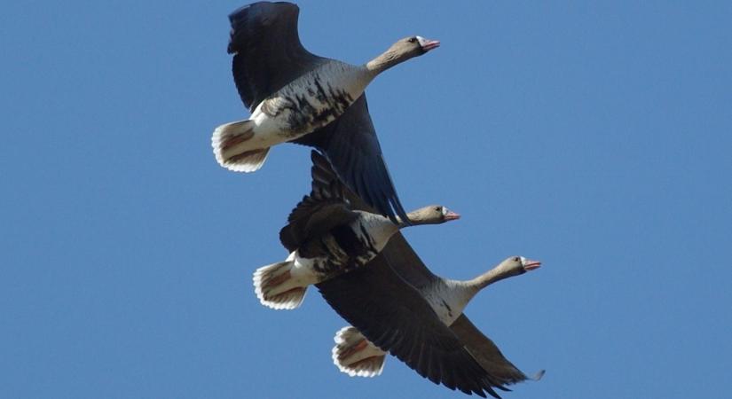 Vadludak nyomában – Hortobágyi Libanap szombaton a Nemzeti Parkban
