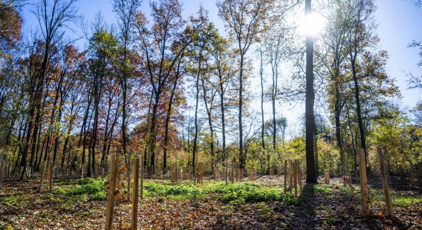 Erdőtelepítéssel a klímaváltozás ellen