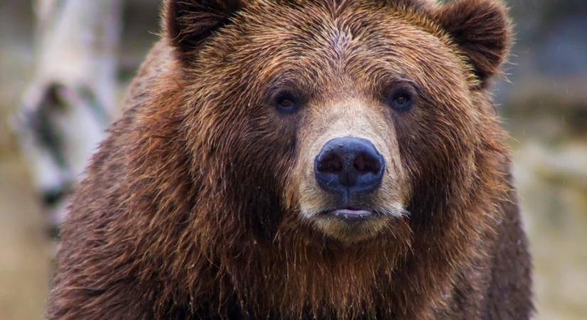 Túl sok a medvetámadás Japánban, mostantól a hadsereg is segít a megfékezésben