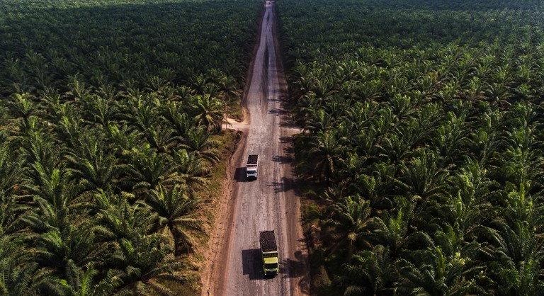 Beütött a pálmaolaj-válság: durva élelmiszer-drágulás jöhet
