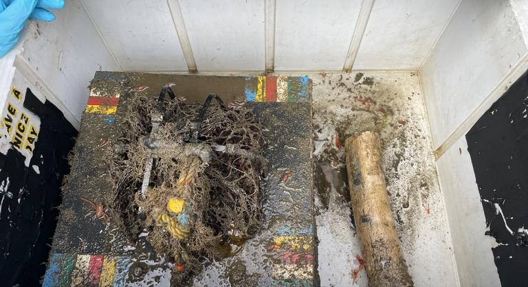 Kihalóban a zombiférgek, és ez nagyobb baj, mint elsőre hinné