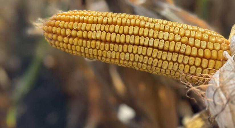 Szélsőségekre hangolva – megérkeztek a DEKALB idei újdonságai