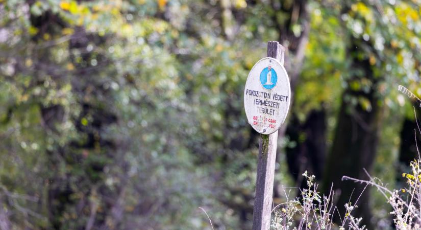 Íme, Magyarország új valósága: tömegével pusztulnak a tölgyesek a Gemencben