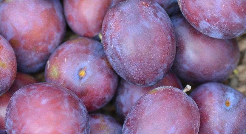 Lengyelországban véget ért az ipari szilva szezonja