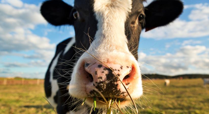 Új döntést hoztak sok gazdaság támogatásáról: itt a kormány rendelete