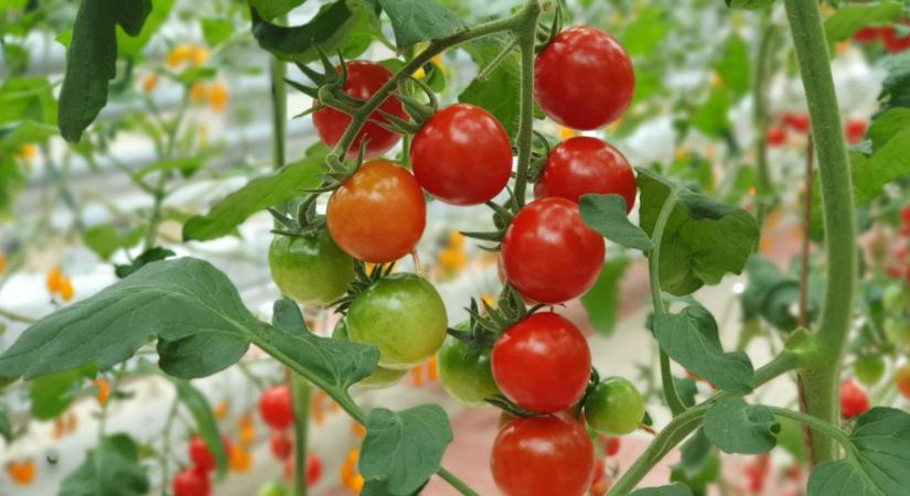 Ózonnal a betegségek ellen – kevesebb vegyszer, több termés