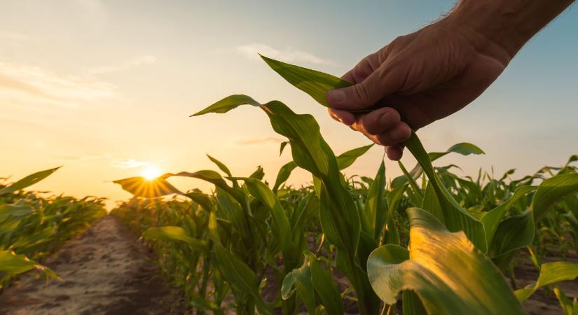 Új irány a fenntartható gazdálkodásban: élő mikroorganizmusokkal a terméshozamért