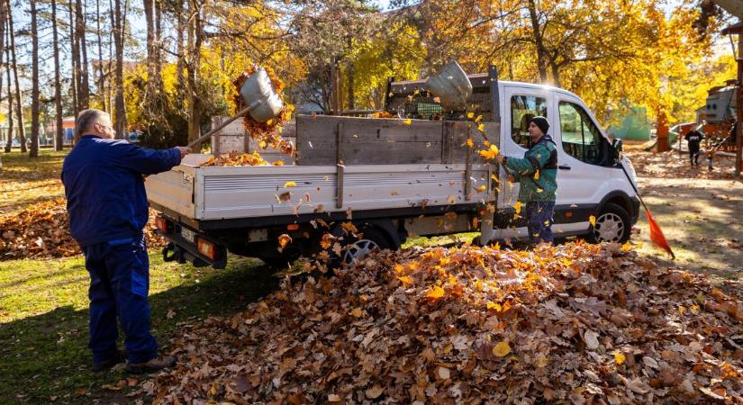 A falevelet ki szedi össze Debrecenben?