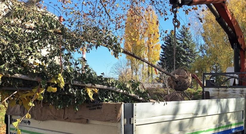 Elindult az őszi faültetési szezon Győrben