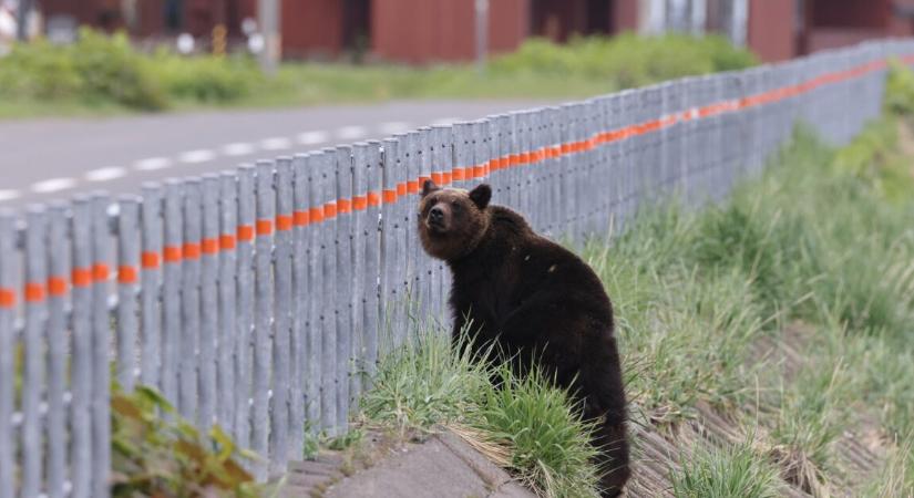 Már katonákat vetnek be a halálos medvetámadások miatt
