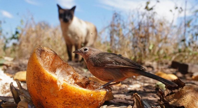 Mit csiripelnek a madarak valójában? – Tanulj meg beszélni a tollasok nyelvén