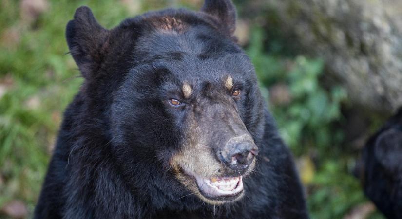 Katonák segítenek a medvék elleni küzdelemben Japánba