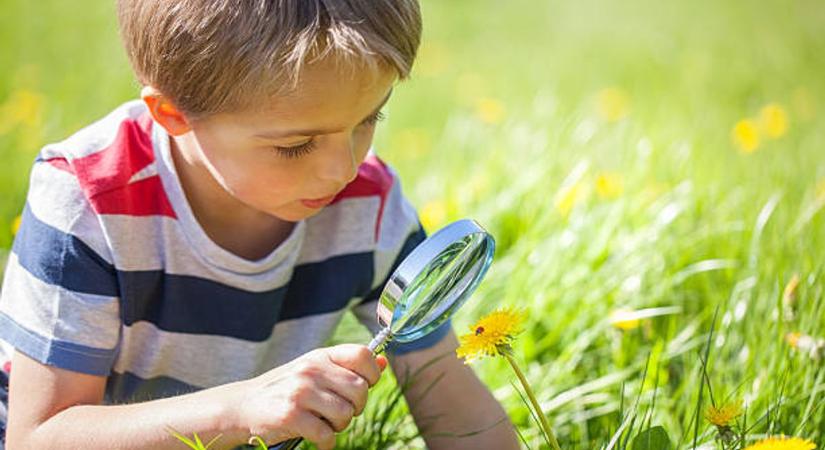 Apró bogarak, nagy szívdobbanások