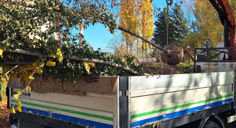 Több száz facsemetét és cserjét ültetnek el Győrben - fotók