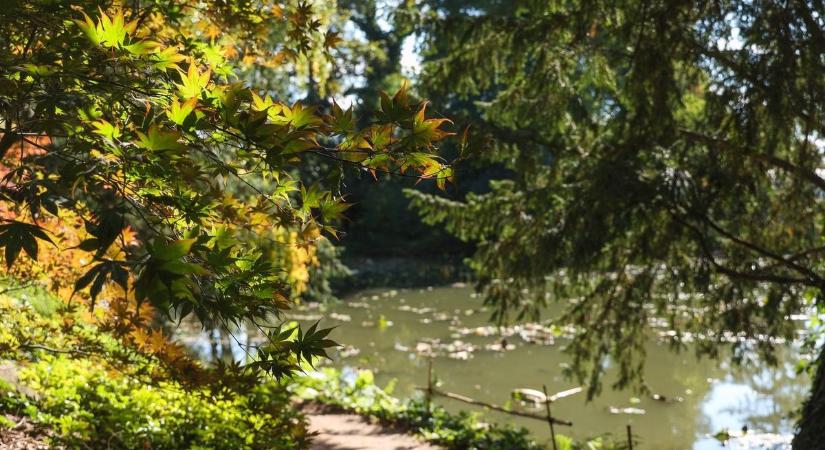 Szereted a növényeket, de nem tudod őket életben tartani? A Füvészkert most segít benne