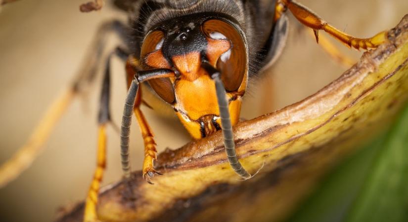 Két embert öltek meg óriásdarazsak, apát és fiát támadták meg a gyilkos rovarok