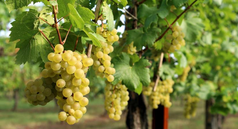 Pusztít a szörnyű betegség itthon: tényleg csak így állíthatjuk meg?