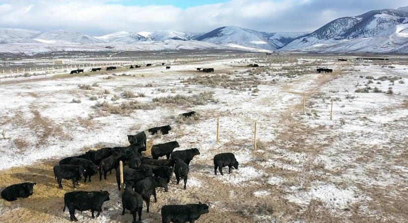 Hírből sem ismerik az alföldi marhák ezt a betegséget