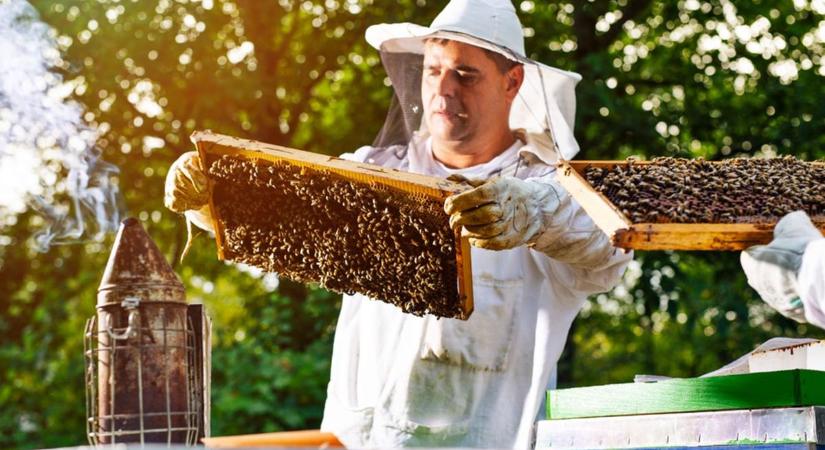 Halálos veszély fenyegeti a méheket Zalában! Zárlatot rendelt el a hatóság
