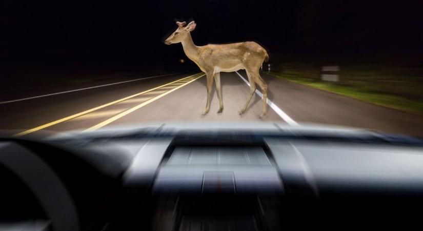 Elütöttél egy vadat? Nem mindegy, mit teszel! Az is előfordulhat, hogy te fizethetsz!