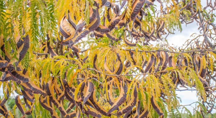 Ingyen kincs lapul a hazai parkokban: elfeledett mézpótló, amiből régen kanalas orvosságot főztek