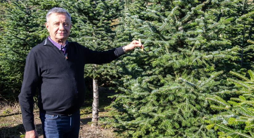 Surdról származó karácsonyfa kerül a magyar otthonok többségébe