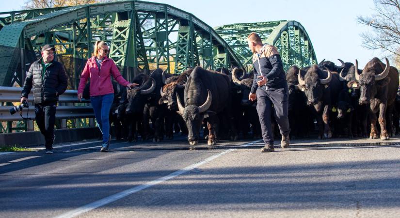 Több száz bivaly vonult át a Tisza-hídon, az egész beleremegett a hatalmas csordába – fotók, videó