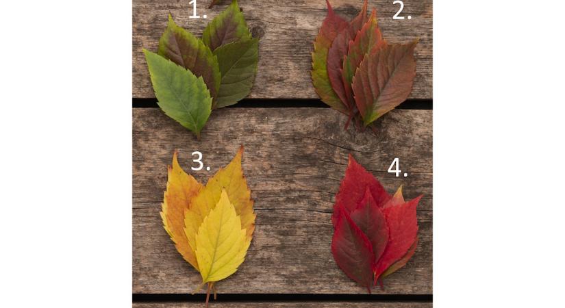 Melyik őszi falevelet választja? Ez a személyiségteszt felfedi, hogyan érez ön a szíve mélyén az elmúlásról