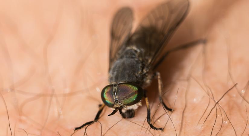 Veszélyes új rovar jelent meg Magyarországon: a hagyományos riasztók hatástalanok ellene