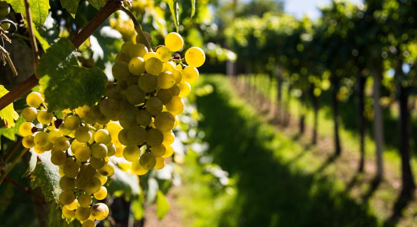 Érkezik a felszólítás a műveletlenül hagyott ültetvények tulajdonosainak