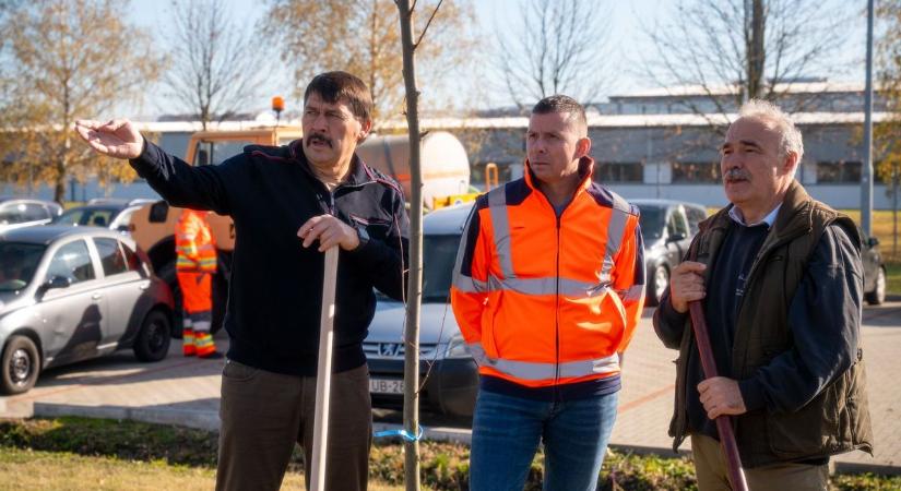 Fasorok az utak mentén: százmillió forintból 5 500 fát és 11 000 cserjét ültetnek