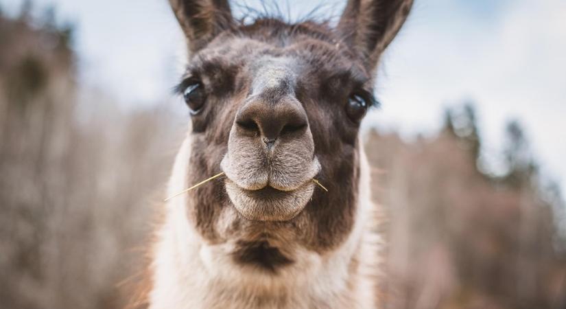 A lámák titkos fegyvere – így segíthetnek megmenteni a kígyómarás áldozatait