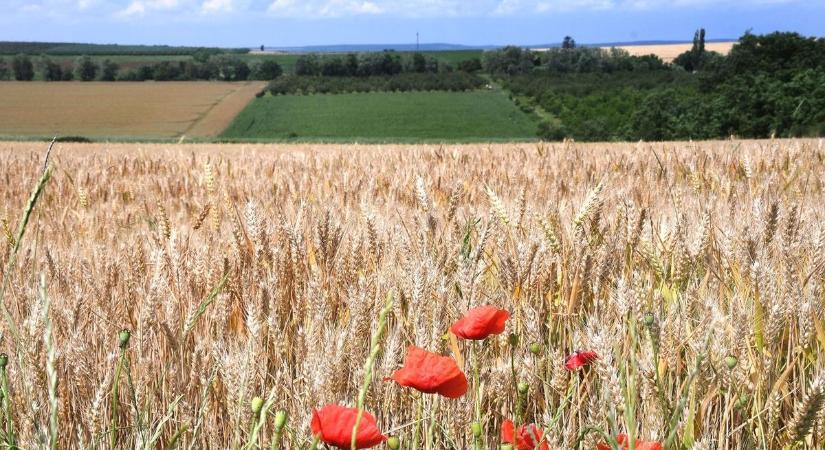 Jó hír a gazdálkodóknak: könnyített feltételekkel és meghosszabbított határidővel várja őket a háromezer milliárd forintos program