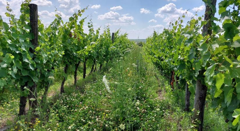 Szőlőkabóca: új remény a szőlészeknek – természetes megoldás az ültetvények védelmére
