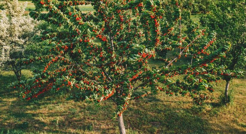 Ne várj tavaszig! Ezt a 7 gyümölcsfát már novemberben ültesd el – bőséges termés lesz a jutalmad!