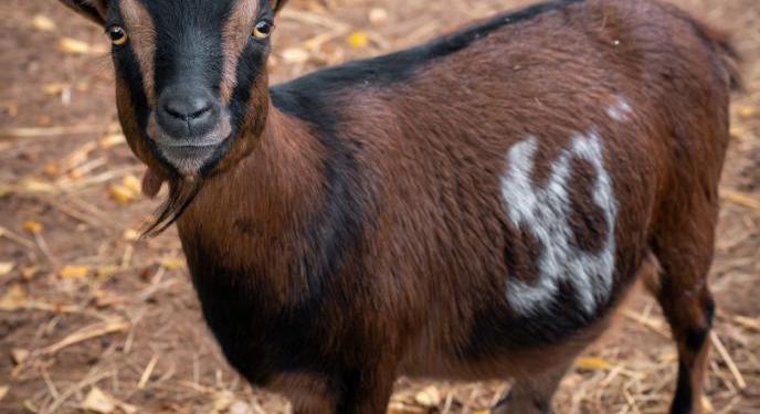 Só és Bors jól érzik magukat Debrecenben