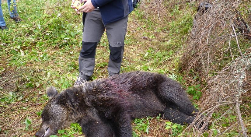 A lengyel természetvédők is megelégelték a medvék tömeges likvidálását Szlovákiában