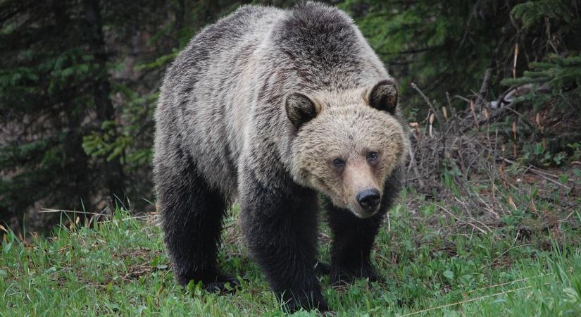 Bevetették a hadsereget: rekordszámú medvetámadás történt ebben az országban, lépni kellett
